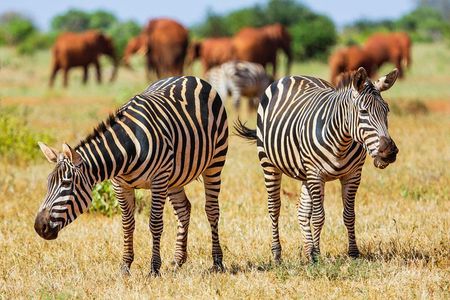 2-Day Ultimate game viewing at Tsavo East National Park