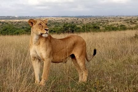 1 Day Tour Nairobi National Park,Giraffe Center&Karen Blixen