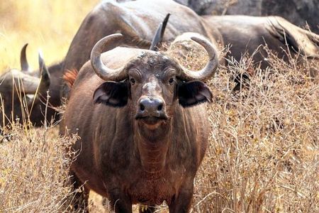 2-Day Tsavo East NP Joining Safari