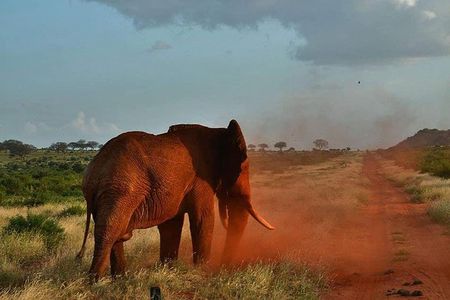 3 days safari Tsavo East and Taita hills (Saltlick lodge)