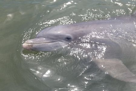 90-Minute Dolphin and Nature Tour of Hilton Head