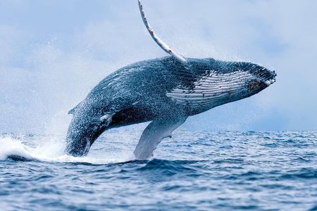 From Ma'alaea Harbor: Whale Watch Cruise Aboard the Malolo