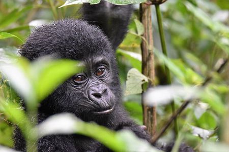 1 day Mountain Gorilla Trekking Safari Uganda