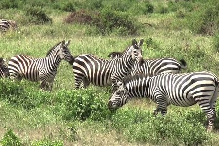 3 days group joining safari to Maasai Mara with a Land Cruiser Jeep