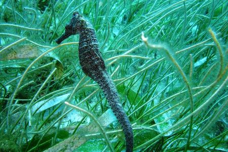 Catalina Island - Snorkeling tour on a luxury catamaran