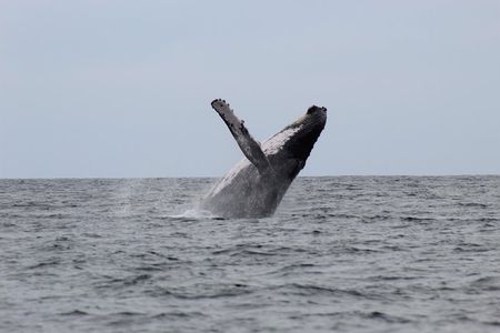 Whale Watching Shared Tour