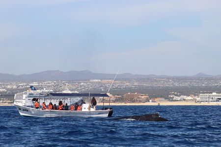 Whale Watching Shared Tour