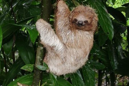 Sloths in their natural habitat & Blue river waterfall