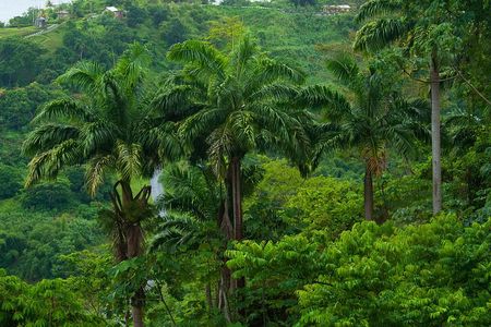 Rainforest Tour