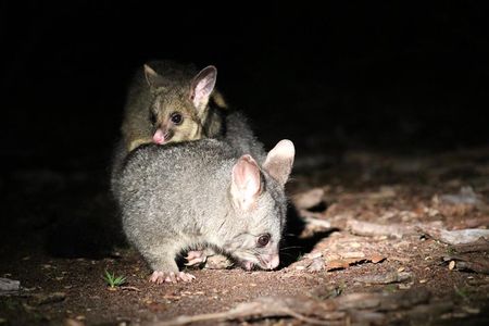 Nocturnal Wildlife Tour from Busselton