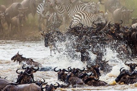 11-Days Best of Kenya & Tanzania Big 5 Safari on a 4x4 Jeep