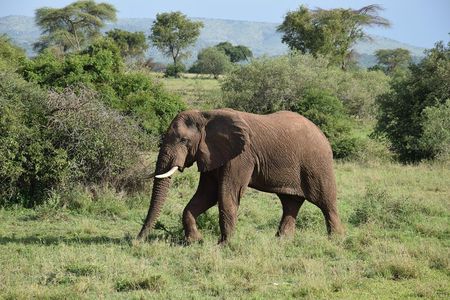 Serengeti Day Trip Safari From Mwanza Tanzania