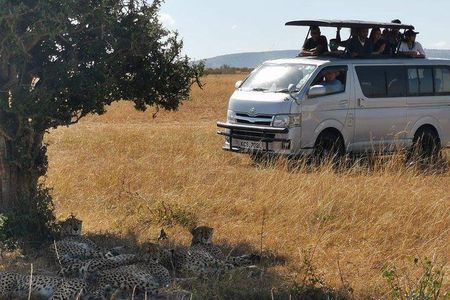 7 days safari to Amboseli, Naivasha, Lake Nakuru and Masai Mara National parks 