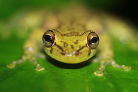 Chocolate and Night Tour in La Fortuna
