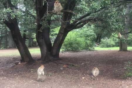 fes to middle atlas day trip