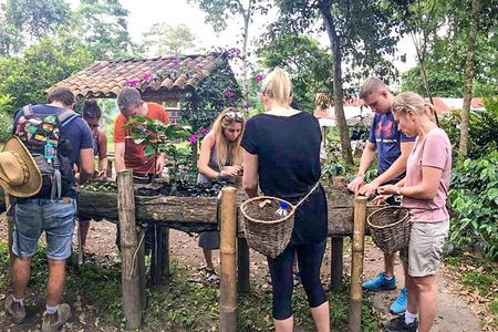 Immersive Coffee Farm Experience at Finca El Ocaso from Salento