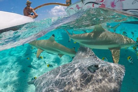 Bora Bora Snorkel Cruise by Polynesian Outrigger Canoe with BBQ Island Lunch 