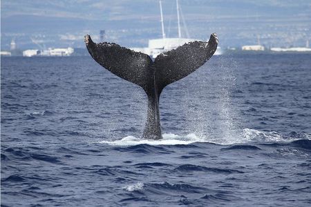 Whale Watch Cruise Aboard The Majestic