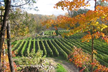 Wine Tasting on Ile d'Orleans