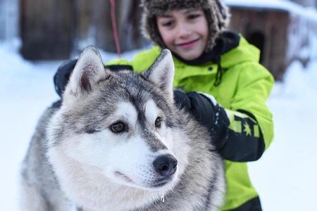 A fun 3-km Husky Safari from Levi Including a Husky Sled Ride