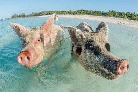  Pig Island Experience By Speed Boat, Snorkeling, Kayaking Relaxing on the Beach