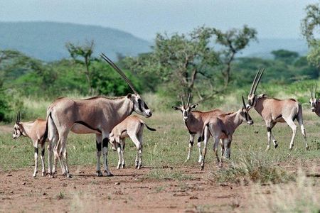 Awash National Park 2days 1night