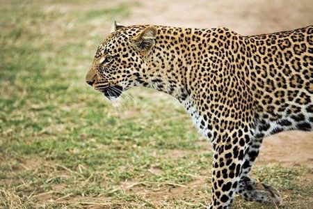 9 days, 8 nights budget Kenya and Tanzania safari