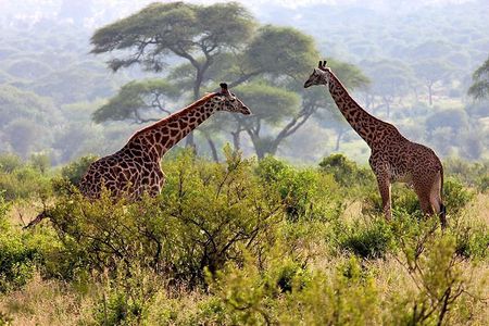 Day Tour Safari Arusha National Park