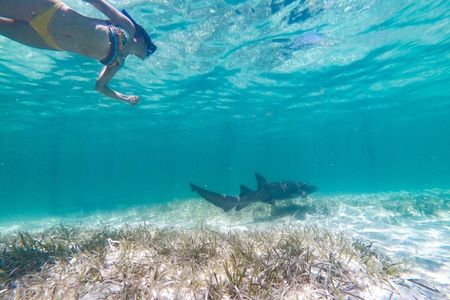 Marinarium Snorkeling Cruise from Punta Cana