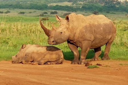  1Day Tour Nairobi Park ,Giraffe Center,karen Blixxen Guided tour
