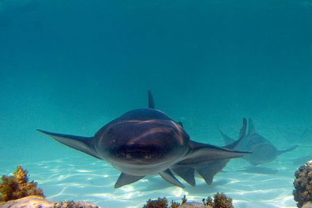 Marinarium Snorkeling Cruise from Bayahibe