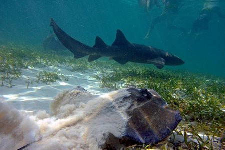 Marinarium Snorkeling Cruise from Bayahibe