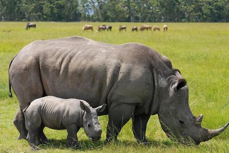 Nairobi National Park Game Drive With free Pick Up