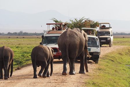 Amboseli National Park Full Day Guided Tour