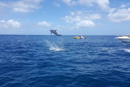 Ocean Swim with Dolphins