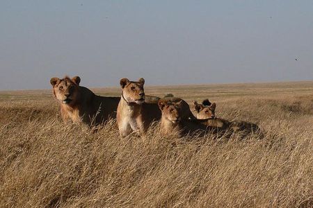 3 Day Masai Mara Safari