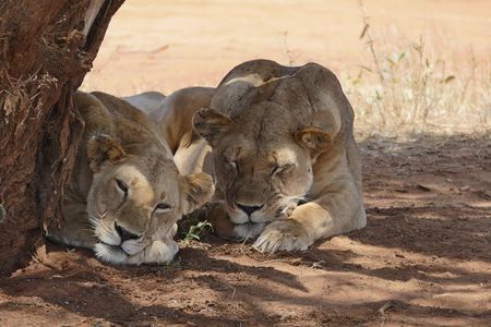 4days masai mara - Lake nakuru 4x4 land cruiser jeep safari