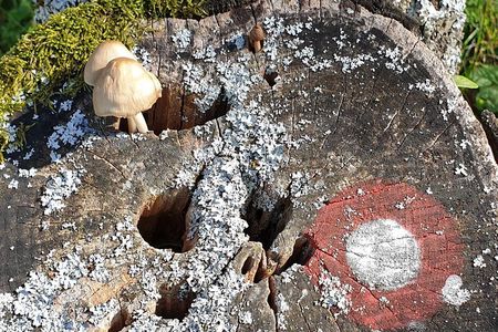 MUSHROOM FORAGING TOUR in sLOVEnia