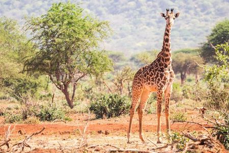 Affordable Short Tanzania Safari (2 Days Camping Safari)