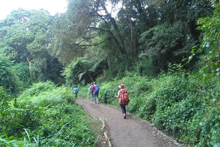 Book Day Hike at Rau Forest Reserve, Near Moshi Town in Tanzania
