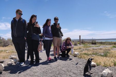 Cruise Shore Excursion Punta Tombo - From Puerto Madryn Patagonia