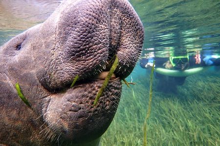 Manatee Swim with Photographer