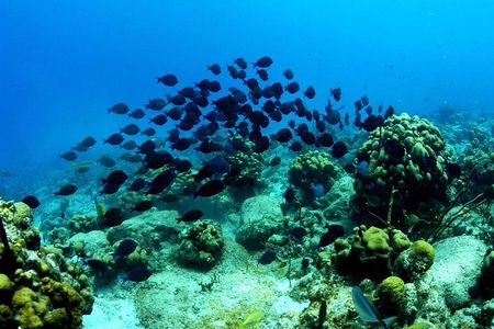 Island Boat Tour in and around the stunning waters of the British Virgin Islands