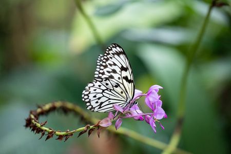 Houston Museum of Natural Science and Cockrell Butterfly Center