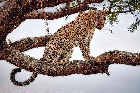 1 Day Tanzania Wildlife Safaris in Tarangire National Park