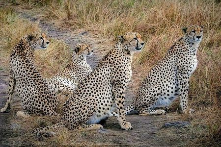 1 Day Tanzania Wildlife Safaris in Tarangire National Park