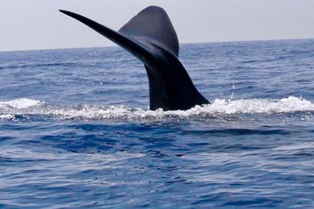 Immersive dolphin and whale watching mission on a secret boat – Trincomalee