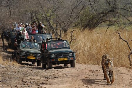 8 Days Delhi Agra Ranthambore Udaipur Jaipur Delhi Private Tour