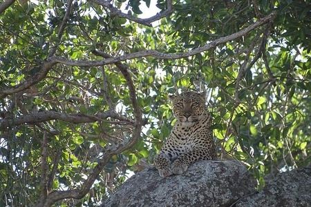 4-Day Safari from Arusha: Tarangire, Serengeti and Ngorongoro