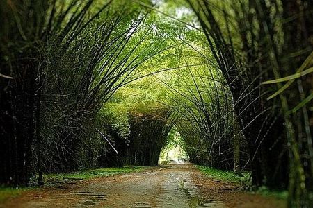 Lancetilla Botanical Garden from San Pedro Sula